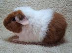 3 mooie jonge us teddy cavia's, Dieren en Toebehoren, Knaagdieren, Juni, Mannelijk, Cavia
