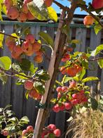 Sierappel Red Sentinel, Tuin en Terras, Planten | Fruitbomen, Ophalen, Lente, Appelboom, Halfschaduw