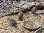 Jonge Harlekijn HAAN kwartel te koop, geringd, Dieren en Toebehoren, Vogels | Overige Vogels, Meerdere dieren, Tropenvogel, Geringd