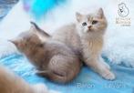 Prachtige brits britse korthaar kittens met STAMBOOM, Dieren en Toebehoren, Meerdere dieren, Gechipt, 0 tot 2 jaar