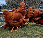 Te koop 5 grote newhamshire hennen 20 weken oud, Dieren en Toebehoren, Pluimvee, Meerdere dieren, Kip