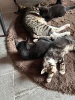 kittens
