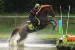 Allround sporthengst ter dekking, Dieren en Toebehoren, Hengst
