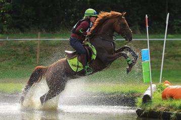 Allround sporthengst ter dekking beschikbaar voor biedingen