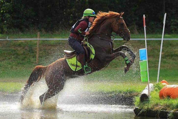 Allround sporthengst ter dekking, Dieren en Toebehoren, Paarden en Pony's | Dekhengsten en Fokmerries, Hengst