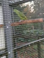 Geelnek Amazone e.k. 2025 man en pop 1-1, Dieren en Toebehoren, Vogels | Parkieten en Papegaaien, Geslacht onbekend, Papegaai