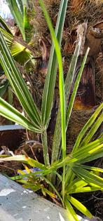 Stek Chamaerops Humilis, dwergpalm, Ophalen, Zomer, Overige soorten, Volle zon