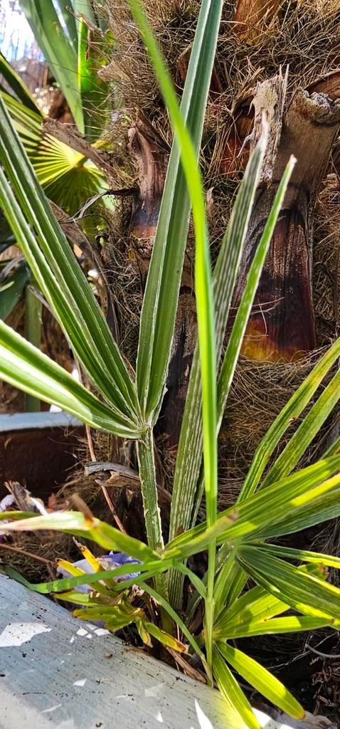 Stek Chamaerops Humilis, dwergpalm, Tuin en Terras, Planten | Tuinplanten, Overige soorten, Volle zon, Zomer, Ophalen