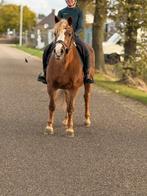 Maya ideale kindepony dit weekend ophalen ivm stallen tekort, Dieren en Toebehoren, Pony's, B, Ruin, C pony (1.27m tot 1.37m)