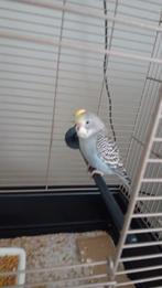 Grasparkiet +kooi, Dieren en Toebehoren, Mannelijk, Parkiet