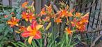 Daglelies 3 kleuren en diversen., Ophalen of Verzenden, Vaste plant, Overige soorten, Volle zon