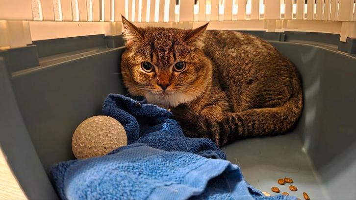 britse korthaar, Dieren en Toebehoren, Kattenbakken, Zo goed als nieuw, Ophalen of Verzenden
