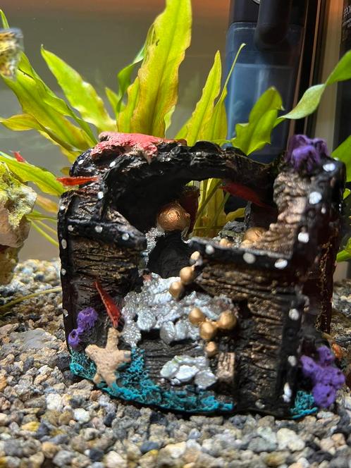 Vuurgarnalen, Dieren en Toebehoren, Vissen | Aquariumvissen, Kreeft, Krab of Garnaal