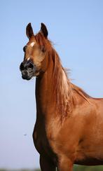 Arabische volbloeds/ Arabier, Dieren en Toebehoren, Paarden, Merrie, Minder dan 160 cm, Gechipt, Niet van toepassing
