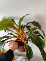 Chlorophytum Orchidastrum 'Green Orange' , Ophalen, Halfschaduw, Minder dan 100 cm