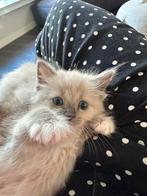 100% ragdoll kitten nog 1 meisje blue point mitted, Meerdere dieren, Ontwormd, 0 tot 2 jaar