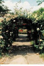 Winschoten, Rosarium, Ophalen of Verzenden, Ongelopen, Groningen