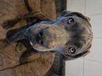 Prachtige cane corso teef 17 weken, Rabiës (hondsdolheid), 15 weken tot 1 jaar, Overige rassen, Teef