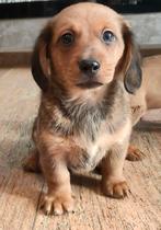 Jack Russel x Teckel pups, Dieren en Toebehoren, Parvo, 8 tot 15 weken, Meerdere, Meerdere dieren