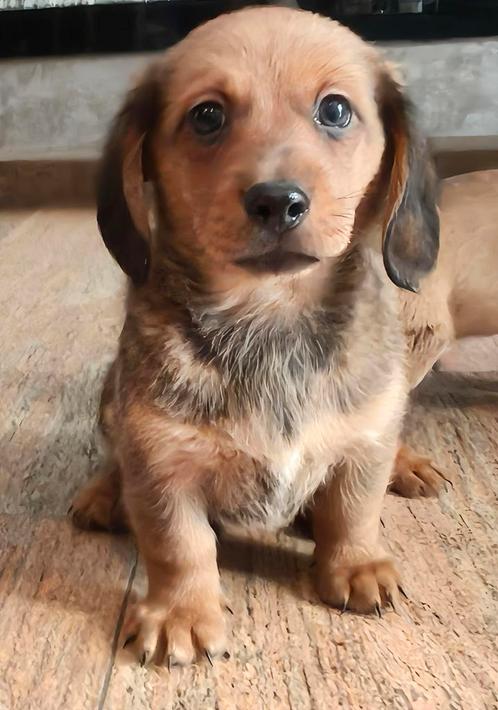Jack Russel x Teckel pups, Dieren en Toebehoren, Honden | Jack Russells en Terriërs, Meerdere dieren, Jack Russell Terriër, Particulier