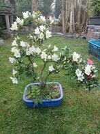 Satsuki azalea bonsai variant kagero, Tuin en Terras, Planten | Bomen, Ophalen of Verzenden, Volle zon, Overige soorten, Minder dan 100 cm