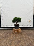 Pinus brepo - Dwergden, ca. 60cm hoog, Tuin en Terras, Planten | Bomen, Bloeit niet, Overige soorten, Minder dan 100 cm, Ophalen