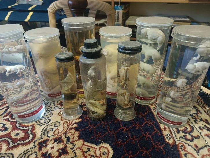 specimen, preparaten op formaline, sterkwater.Taxidermie, Verzamelen, Dierenverzamelingen, Gebruikt, Opgezet dier, Hond of Kat