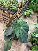 Anthurium Papi - Prachtexemplaar!  1,4 meter hoog!!, Ophalen