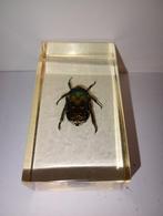 insect in epoxy hars 10, Ophalen of Verzenden, Zo goed als nieuw, Insect, Opgezet dier