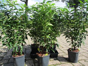 Portugese Laurier, van 30/40cm tot 2m.hoog, eigen kwekerij beschikbaar voor biedingen