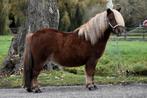 ** LEUKE EN LIEVE 3 JARIGE SHETLANDER RUIN **, Dieren en Toebehoren, Ruin, A pony (tot 1.17m), Ontwormd