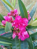 Nerium oleander op stam dubbele roze, Geant des Batailles., Ophalen of Verzenden, Zomer, Overige soorten, Halfschaduw