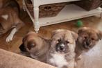 AKITA INU PUPS TEKOOP, Dieren en Toebehoren, Rabiës (hondsdolheid), Overige rassen, 8 tot 15 weken, Meerdere