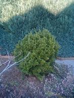 2 Buxus struiken - 1x klein en 1x groot, Ophalen, Buxus, Struik, Minder dan 100 cm