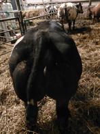 Drachtige dikbil koe en dikbil stier, Vrouwelijk, Groot