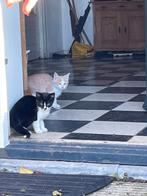 Super lieve kittens, Dieren en Toebehoren, Katten en Kittens | Overige Katten, Meerdere dieren, 0 tot 2 jaar