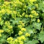 Vaste plant vrouwenmantel, Ophalen of Verzenden, Zomer, Overige soorten, Halfschaduw
