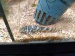 L129 Zebra pleco, Vis, Zoetwatervis