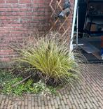 Lampenpoetsersgras - Gratis 3 stuks!, Tuin en Terras, Ophalen, Volle zon, Vaste plant, Siergrassen