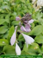 Hartlelie Hosta Krossa Regal, Tuin en Terras, Ophalen of Verzenden, Zomer, Overige soorten, Halfschaduw
