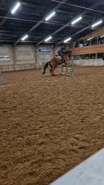 Verzorg/bijrijdpony gezocht, Dieren en Toebehoren, Ophalen of Verzenden