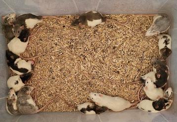 Mannelijke ratjes van april/mei beschikbaar voor biedingen