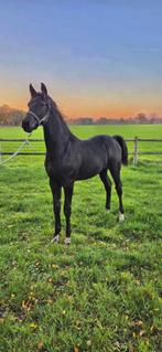 Chique groot hengstveulen, Minder dan 160 cm, Gechipt, Niet van toepassing, Dressuurpaard