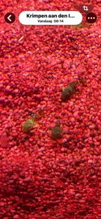 baby algeneters, Vis