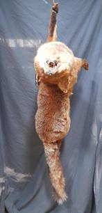 Taxidermie jachttafereel jachttroffee vos opgezet, Verzamelen, Dierenverzamelingen, Wild dier, Opgezet dier, Gebruikt, Ophalen of Verzenden