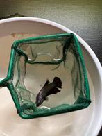 3 Betta Vrouwen te Koop, Vis, Zoetwatervis