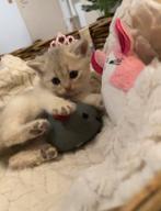 Britse korthaar, Dieren en Toebehoren, Meerdere dieren, Ontwormd