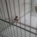 Parva putters  koppel 2024, Dieren en Toebehoren, Vogels | Overige Vogels, Meerdere dieren, Wildzangvogel, Geringd