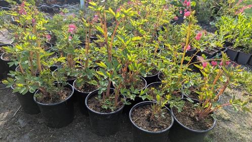 Dicentra spectabilis - "Gebroken Hartje" in 2 liter pot, Tuin en Terras, Planten | Tuinplanten, Vaste plant, Overige soorten, Volle zon