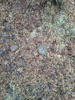 Gezocht paardenmest, Ophalen, Overige soorten